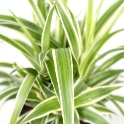 Chlorophytum - H25cm, ø12cm - Plante D'intérieur -Promos Floromyst Boutique b7f620c9978f9f23
