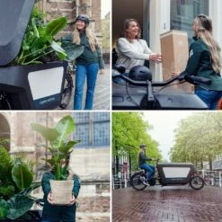 Ficus Altissima - H85cm, ø21cm - Grande Plante D'intérieur -Promos Floromyst Boutique bb03ac7ea7453413