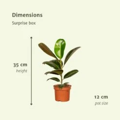 Box Suprise X6 - Plantes D'intérieur -Promos Floromyst Boutique bb903151827f8d7f