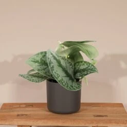 Pothos Scindapsus Pictus Epipremnum - H15cm, ø12cm - Plante D'intérieur Tombante 6 Pothos Scindapsus Pictus Epipremnum - H15cm, ø12cm - Plante D'intérieur Tombante -Promos Floromyst Boutique bd97d4d7fba8e0dc
