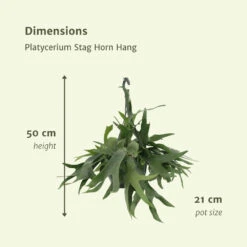 Fougère De Cerf - H50cm, ø21cm - Plante D'intérieur Tombante -Promos Floromyst Boutique c6c43ffaa869a05d