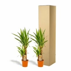 Yucca X2 - H90cm, ø17cm - Grandes Plantes D'intérieur 9 Yucca X2 - H90cm, ø17cm - Grandes Plantes D'intérieur -Promos Floromyst Boutique c6d5abe3bceca92c