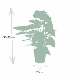 Anthurium Rouge - H40cm, ø12cm - Plante D'intérieur 8 Anthurium Rouge - H40cm, ø12cm - Plante D'intérieur -Promos Floromyst Boutique c9996e5be3d5689d