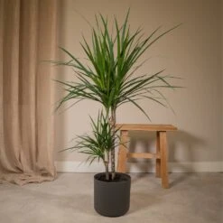 Dracaena Marginata - H70cm, ø17cm - Grande Plante D'intérieur -Promos Floromyst Boutique cacc9b3f72ce6aef