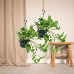 Epipremnum Aureum Scindapsus X2 - H25cm, ø15cm - Plante D'intérieur -Promos Floromyst Boutique cb96507ce17b7561