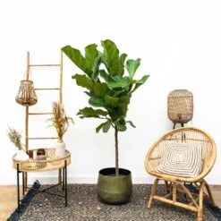 Ficus Lyrata Xl - H150cm, ø30cm - Très Grande Plante D'intérieur -Promos Floromyst Boutique cbf3a6952e7e701c