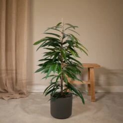 Ficus Amstel King - H100cm, ø21cm - Très Grande Plante D'intérieur -Promos Floromyst Boutique cd1ff1f41b0708b9