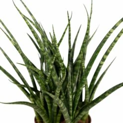 Sansevieria Fernwood Punk - H30cm, ø12cm - Plante D'intérieur Sans Entretien -Promos Floromyst Boutique cda90238b05458e8