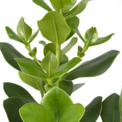 Clusia Princess - H60cm, ø12cm - Plante D'intérieur -Promos Floromyst Boutique cdaef8ff9e9191aa