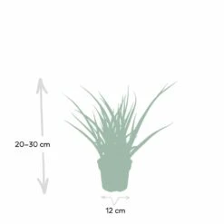Sansevieria Fernwood Punk - H30cm, ø12cm - Plante D'intérieur Sans Entretien -Promos Floromyst Boutique ce253637df77bdc2