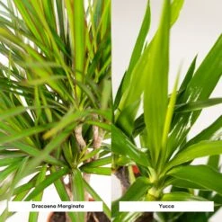 Yucca, Dracaena, Duo De Plantes - Grandes Plantes D'intérieur -Promos Floromyst Boutique d1d1d0ea17925e83
