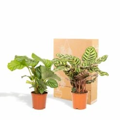 Calathea Makoyana, Calathea Orbifolia, Duo De Plantes - Plantes D'intérieur -Promos Floromyst Boutique d2984aa7b87765fb