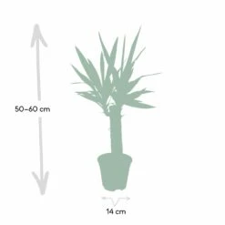 Yucca - H40cm, ø14cm - Plante D'intérieur -Promos Floromyst Boutique dfb4e1d60cd870d4