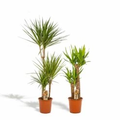 Yucca, Dracaena, Duo De Plantes - Grandes Plantes D'intérieur