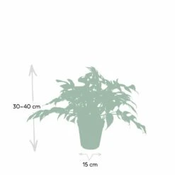 Monstera Minima - H25cm, ø15cm - Plante D'intérieur -Promos Floromyst Boutique e0cdad191f93fb5b
