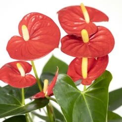 Anthurium Rouge - H40cm, ø12cm - Plante D'intérieur 7 Anthurium Rouge - H40cm, ø12cm - Plante D'intérieur -Promos Floromyst Boutique e3860a8fe5bc4c77