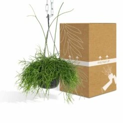 Rhipsalis Baccifera - H30cm, ø12cm - Plante D'intérieur Tombante 8 Rhipsalis Baccifera - H30cm, ø12cm - Plante D'intérieur Tombante -Promos Floromyst Boutique e978edd2f51248df