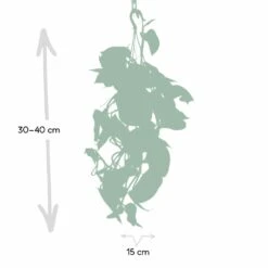 Epipremnum Aureum Scindapsus - H25cm, ø15cm - Plante D'intérieur Tombante -Promos Floromyst Boutique eb0c820c9f03c051
