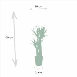 Yucca X3 - Grandes Plantes D'intérieur 8 Yucca X3 - Grandes Plantes D'intérieur -Promos Floromyst Boutique f0602f8bf1fb9d9b