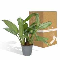 Aglaonema Christina - H30cm, ø12cm - Plante D'intérieur 9 Aglaonema Christina - H30cm, ø12cm - Plante D'intérieur -Promos Floromyst Boutique f0caf2476ad693a9