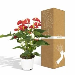 Anthurium Rouge - H55cm, ø17cm - Plante D'intérieur -Promos Floromyst Boutique f142fbabc9731d72