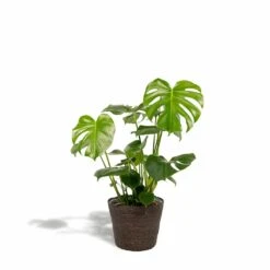 Delicious Monstera Et Son Panier Noir - H80cm, ø21cm - Plante D'intérieur