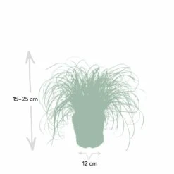 Herbe à Chat - H20cm, ø12cm - Plante D'intérieur -Promos Floromyst Boutique f3d68845697a0a0e