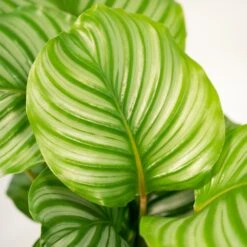 Calathea Makoyana, Calathea Orbifolia, Duo De Plantes - Plantes D'intérieur -Promos Floromyst Boutique f407112b06a3cba6