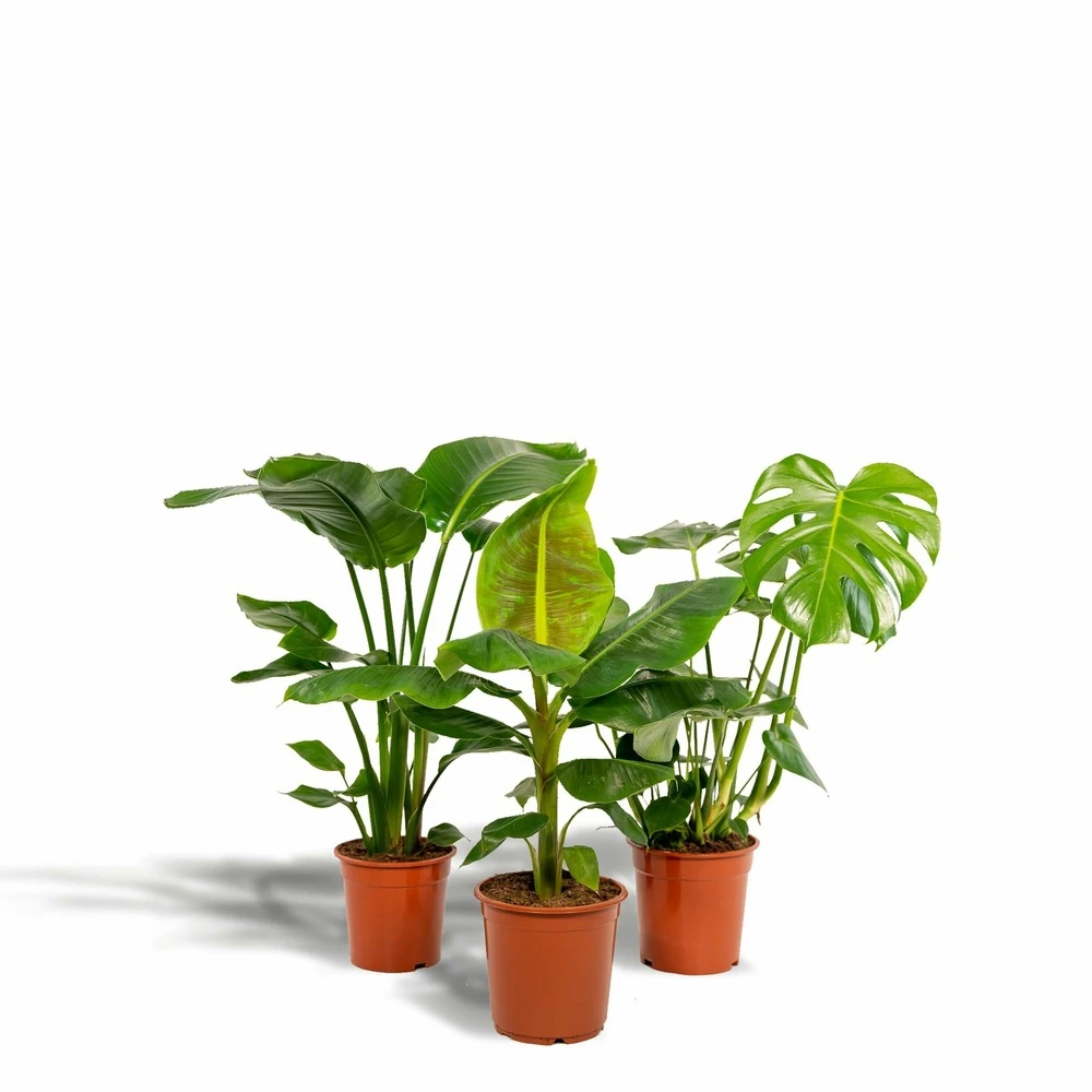 Monstera Deliciosa, Bananier Musa, Strelitzia Nicolai - Grandes Plantes D'intérieur 1 Monstera Deliciosa, Bananier Musa, Strelitzia Nicolai - Grandes Plantes D'intérieur