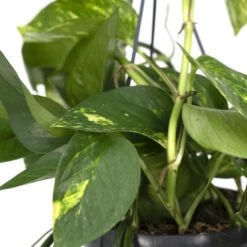 Epipremnum Aureum Scindapsus - H25cm, ø15cm - Plante D'intérieur Tombante -Promos Floromyst Boutique f56a67e79737af5b
