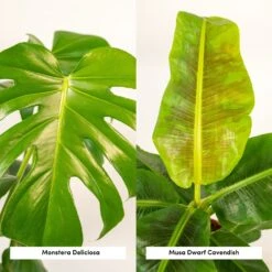Monstera Deliciosa, Bananier Musa Et Leurs Paniers Noirs, Duo De Plantes - Grandes Plantes D'intérieur 7 Monstera Deliciosa, Bananier Musa Et Leurs Paniers Noirs, Duo De Plantes - Grandes Plantes D'intérieur -Promos Floromyst Boutique f5aec7c58eb1f2d0