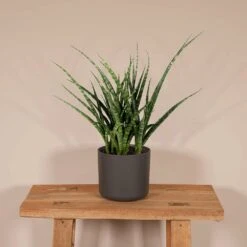 Sansevieria Fernwood Punk - H30cm, ø12cm - Plante D'intérieur Sans Entretien -Promos Floromyst Boutique f98185fbae804a96