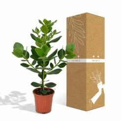 Clusia Princess - H60cm, ø12cm - Plante D'intérieur -Promos Floromyst Boutique f9890d4a2570b058