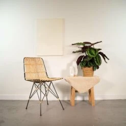 Calathea Médaillon Et Son Panier Naturel - H65cm, ø19cm - Plante D'intérieur 6 Calathea Médaillon Et Son Panier Naturel - H65cm, ø19cm - Plante D'intérieur -Promos Floromyst Boutique f994a8b95ad16157