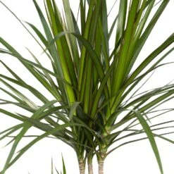 Dracaena Marginata - H70cm, ø17cm - Grande Plante D'intérieur -Promos Floromyst Boutique ff91d63cf255b5d5